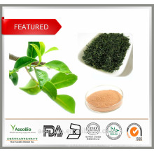 La meilleure marque naturelle d&#39;extrait de thé vert a certifié avec des acides aminés de caféine de polyphénols de thé